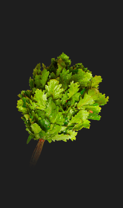 Дубовый веник для бани